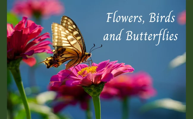 Flowers, birds, and butterflies