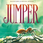 Jumper spider